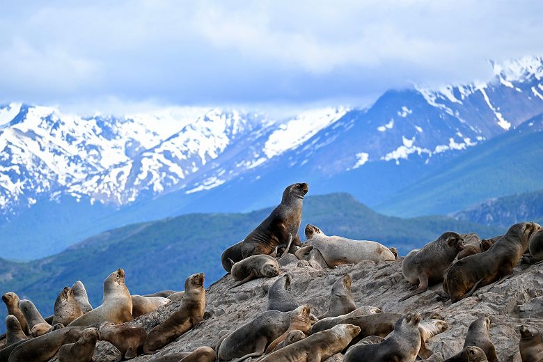 Lion de mer, Ushuaia - Argentine
