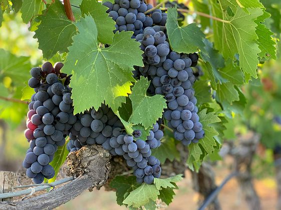 Grappe de raisin à dans le Val d'Orcia