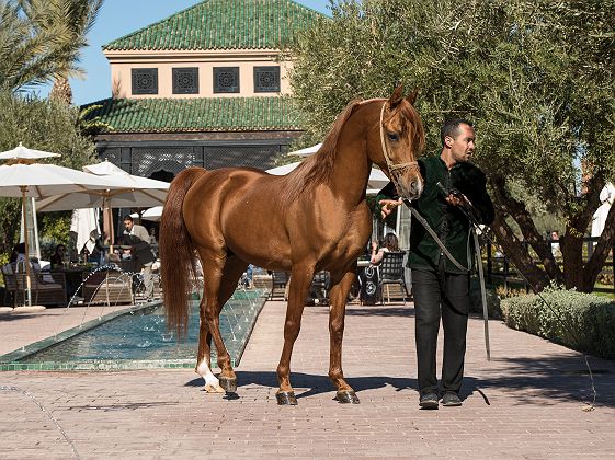 Selman Marrakech - Cheval Tom Antcliff Photography