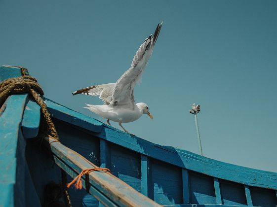 Mouette sur une barque - Essaouira - Maroc
