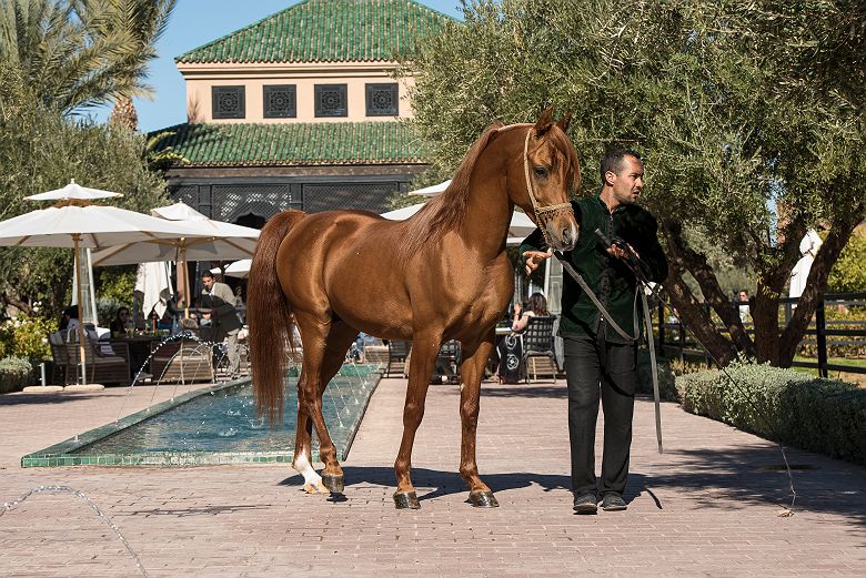 Selman Marrakech - Cheval Tom Antcliff Photography