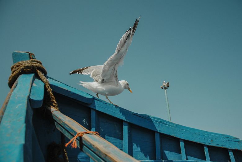Mouette sur une barque - Essaouira - Maroc