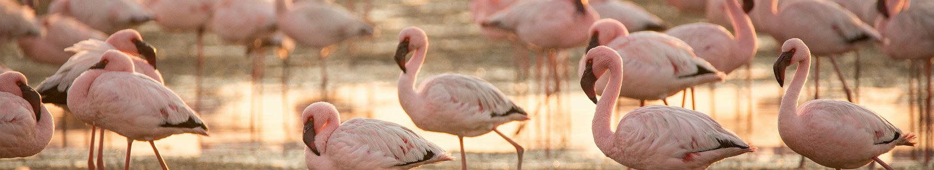 Voyage A Walvis Bay