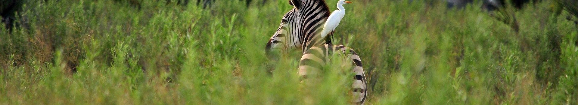 Voyage A Bande de Caprivi