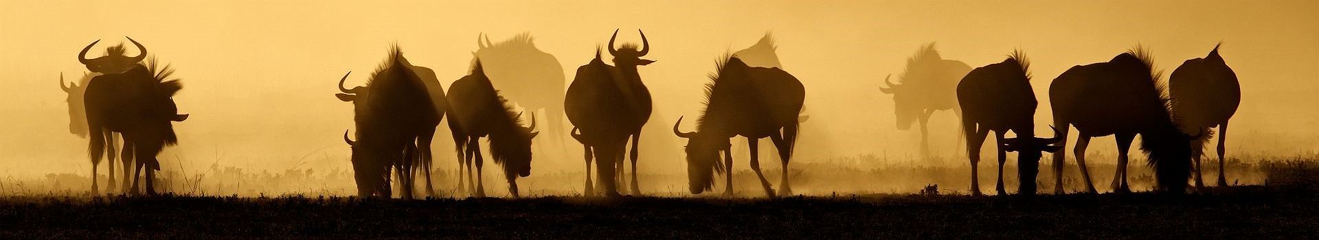 Voyage Au Désert du Kalahari