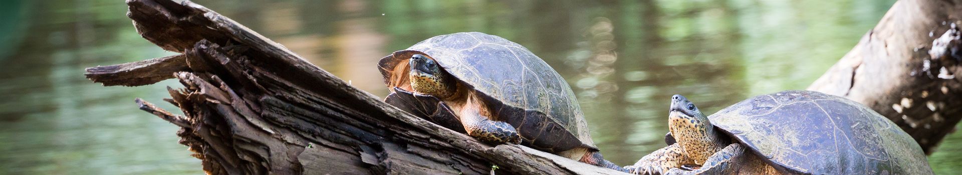 Voyage A Tortuguero
