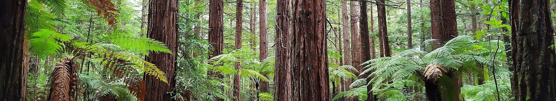 Voyage Au Redwood National Park