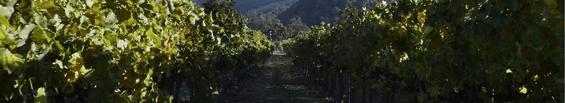 Voyage À Santa Ynez