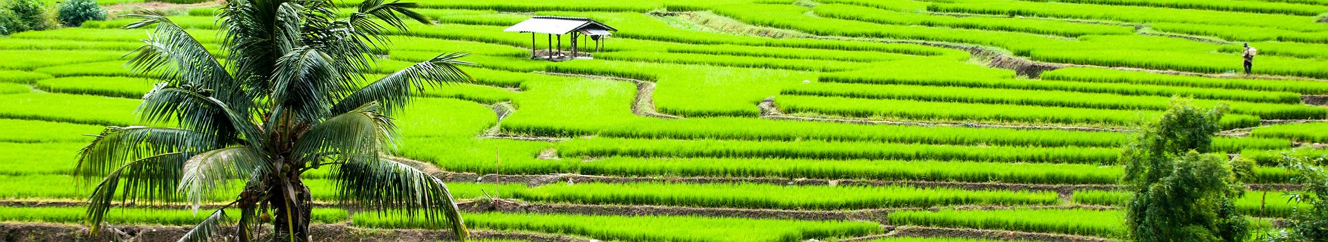 Voyage au Nord de la Thaïlande