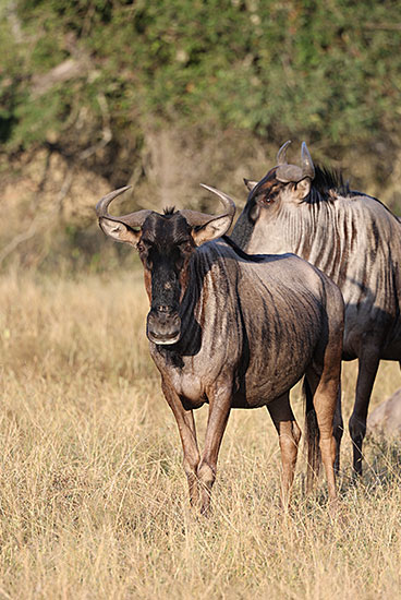 /Jour 2 - Hoedspruit / Parc Kruger 3