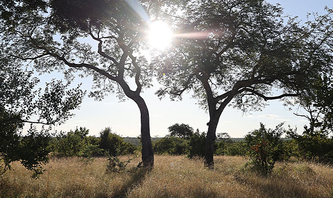 /Jour 3 - Parc Kruger – Réserve Privée de Ngala 1