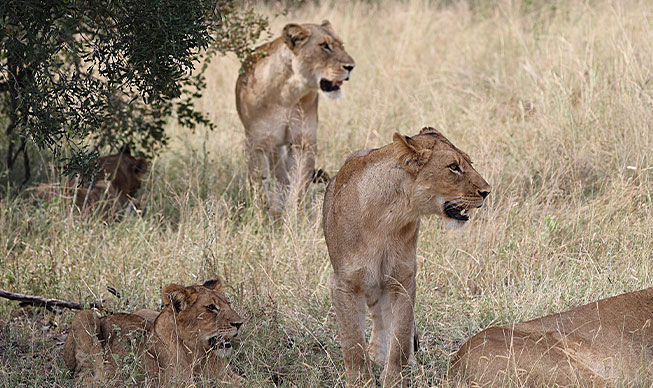/Jour 3 - Parc Kruger – Réserve Privée de Ngala 2
