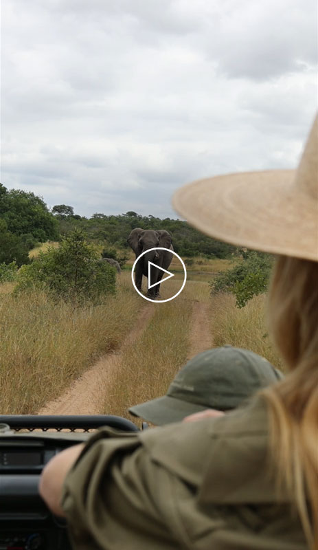 /Jour 3 - Parc Kruger – Réserve Privée de Ngala 3