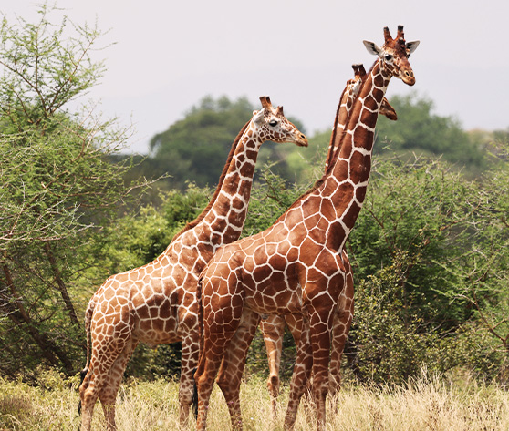 /Jour 2 - Nairobi / Parc national de Meru 2
