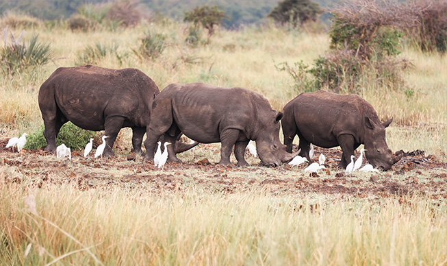 /Jour 3 - Parc national de Meru 1