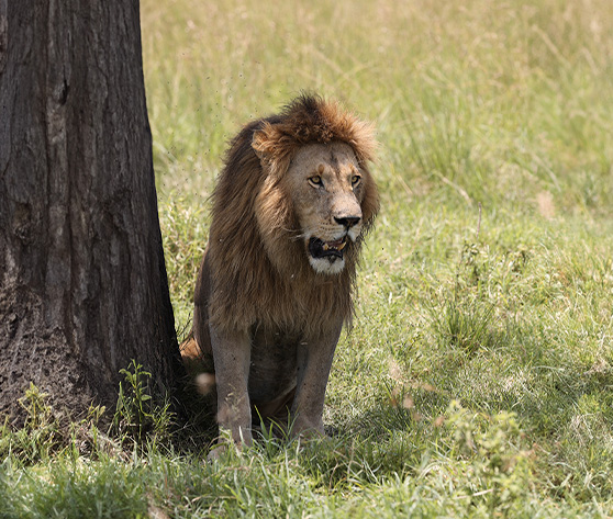 /Jour 5-6-7 - Réserve nationale du Masai Mara 1