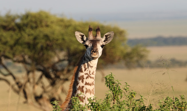 /Jour 8 - Réserve nationale du Masai Mara - Nairobi 2
