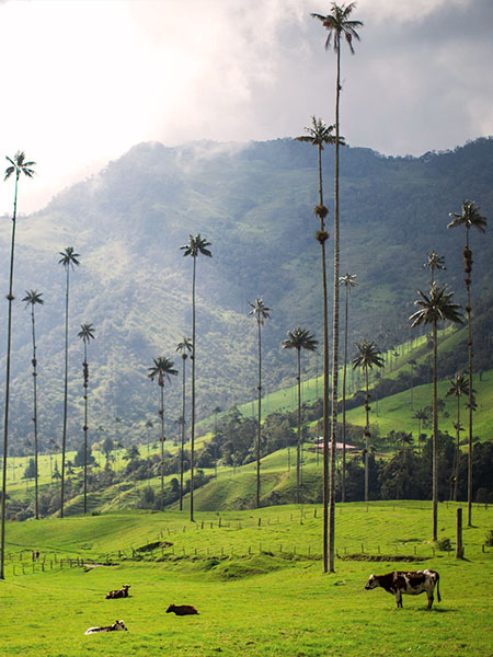 Colombie : Objectif, loin des clichés !