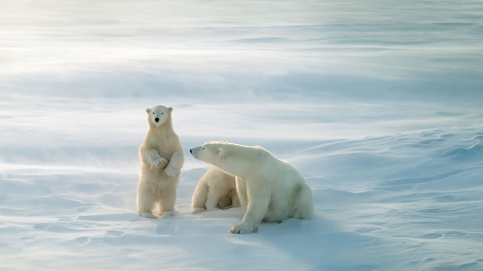 L'Île de Vancouver, en territoire animal