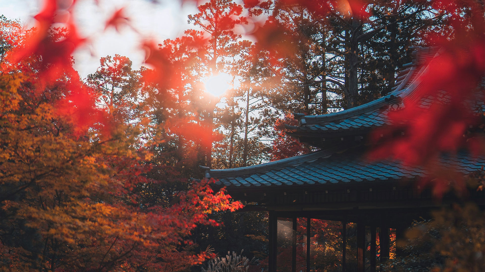 L'automne à l'ombre des érables