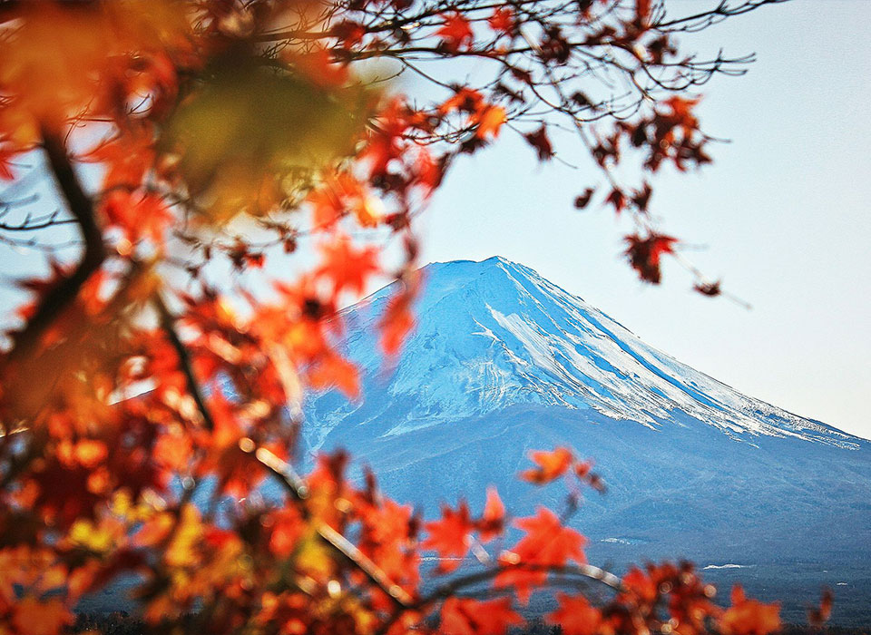 Japon : L'automne à l'ombre des érables