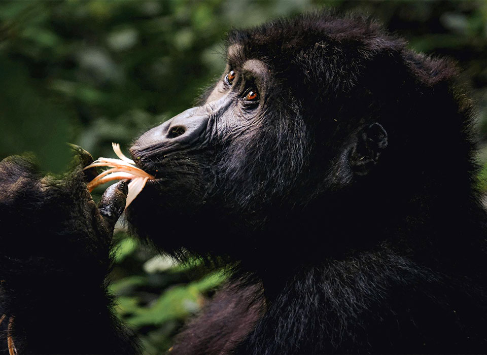Ouganda : L’Écho des Montagnes : Murmures d'Ouganda