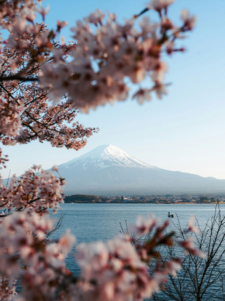Japon : Sous les cerisiers en fleurs