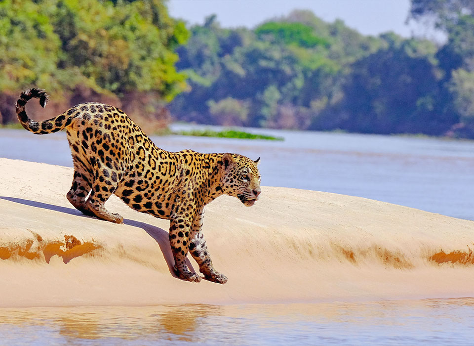 Brésil : Le Marais-Monde du Pantanal