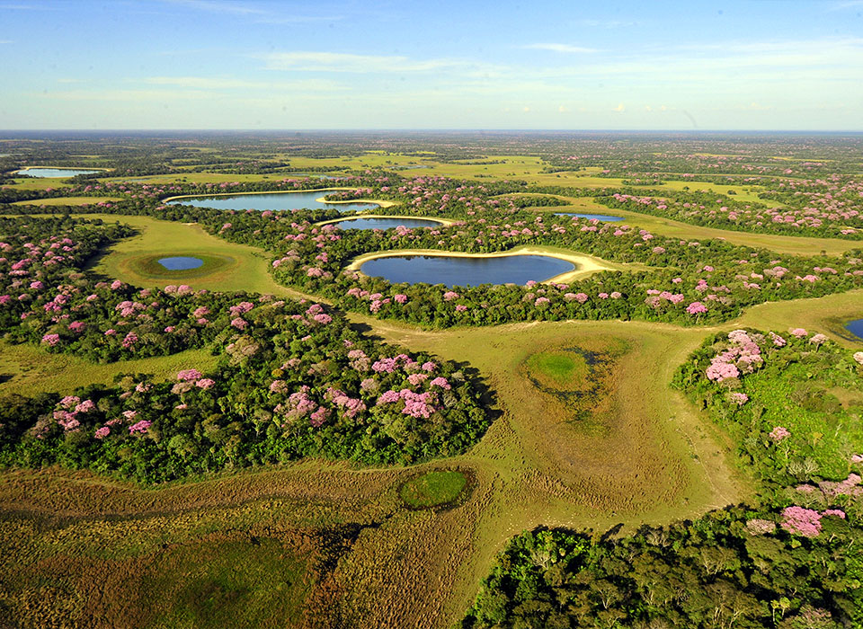 Brésil : Le Marais-Monde du Pantanal 2