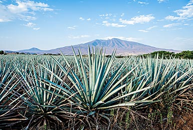 Circuit Mexique au volant : Sur la Route de la Tequila
