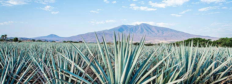 Circuit Mexique au volant : Sur la Route de la Tequila