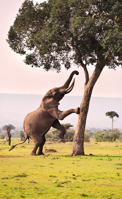 Safari Kenya : Out of Africa