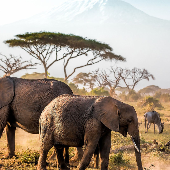 Parc national d'Amboseli
