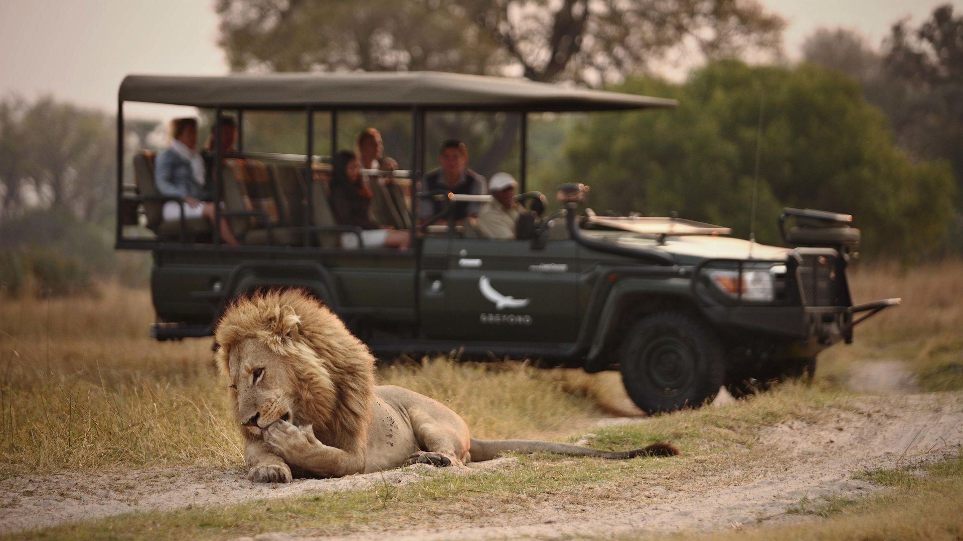 Safari afrique du sud