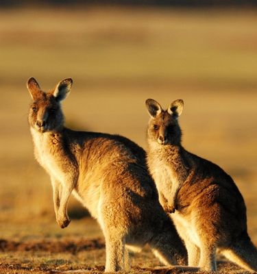 Kangourous en Australie
