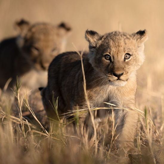 La région de Savute