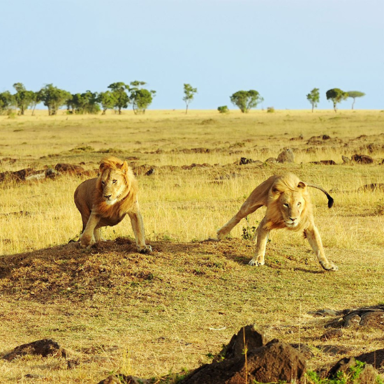 Réserve nationale du Masai Mara
