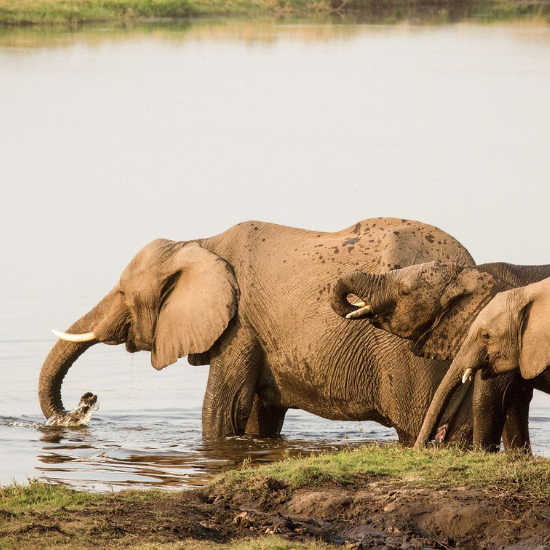 Le parc national de Chobe