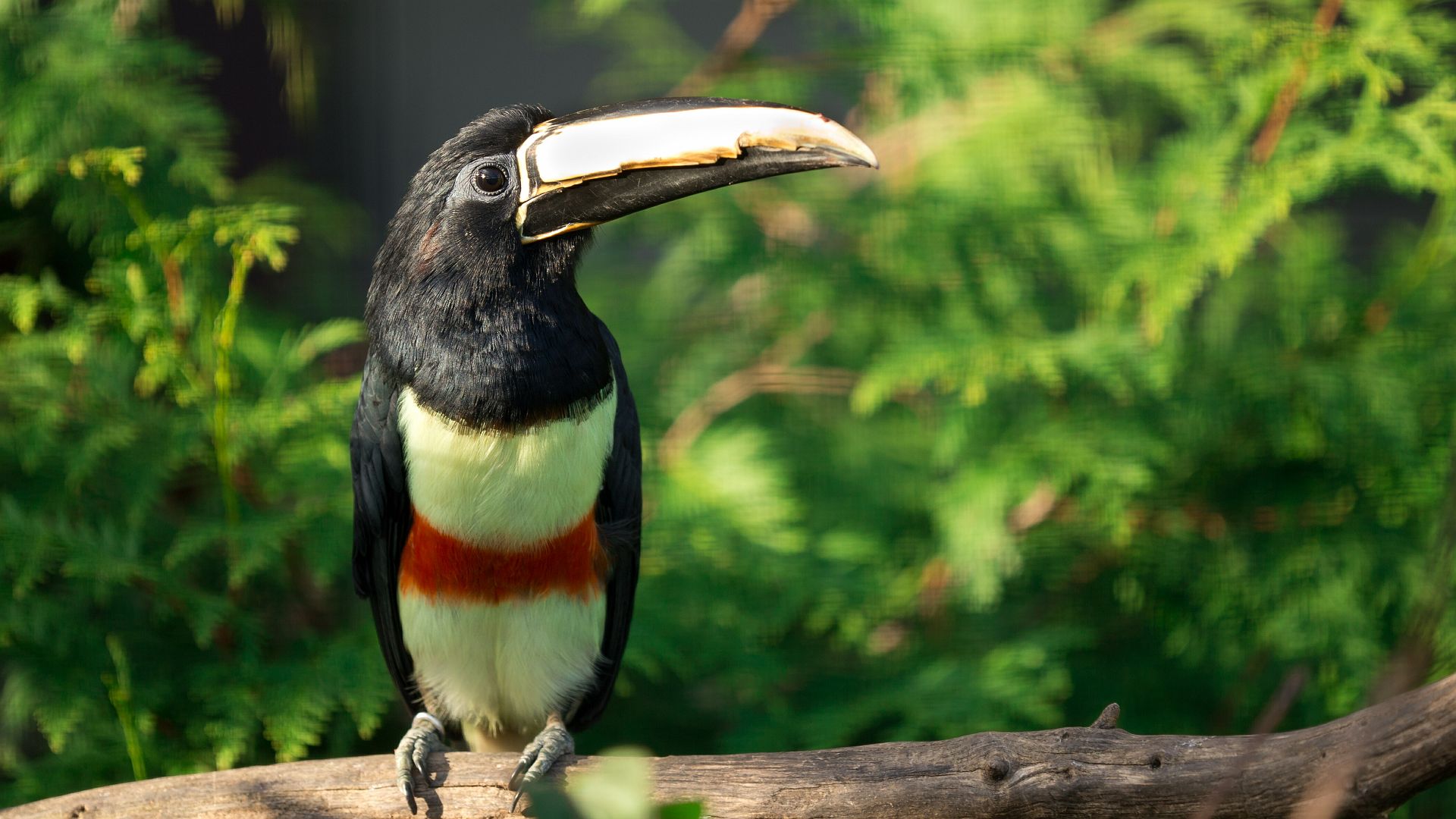 Toucan, Colombie