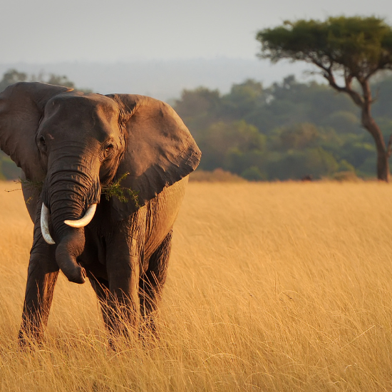Kenya