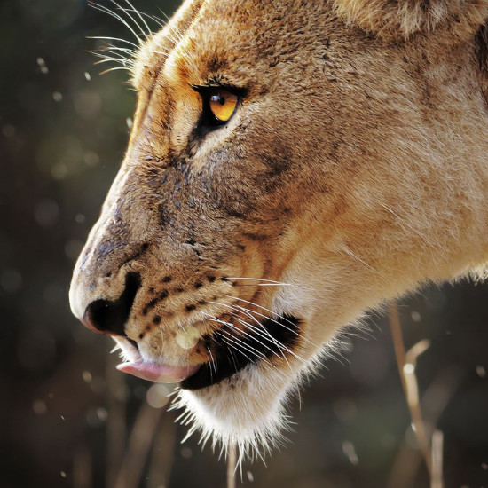 Kruger et ses réserves privées