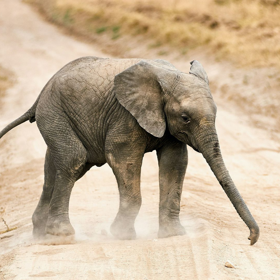 Grands parcs du Nord