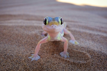 10 jours en Namibie