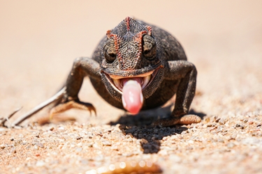 15 jours Namibie