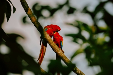 En amoureux au Costa Rica