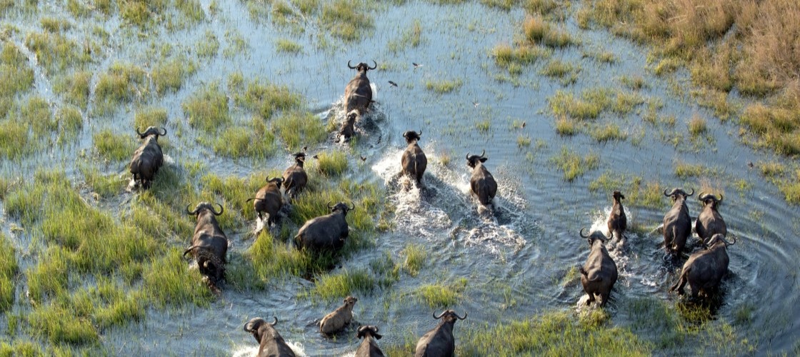 Un troupeau de buffle