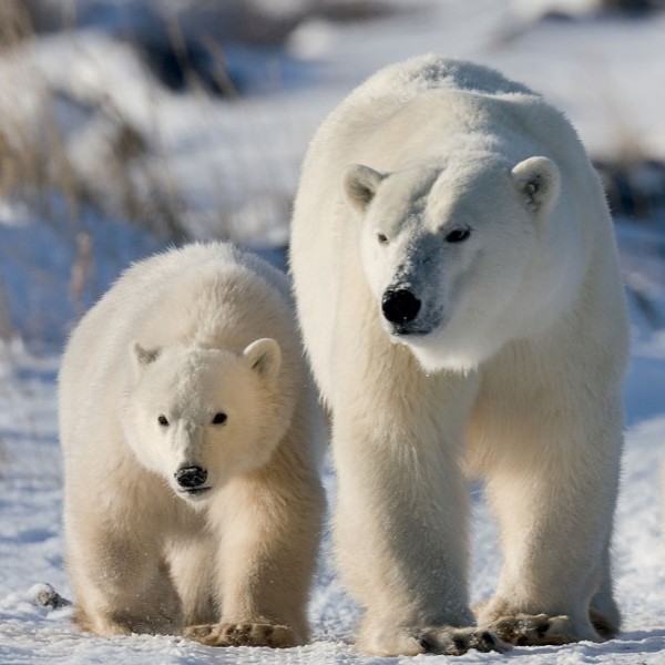 Les ours polaires