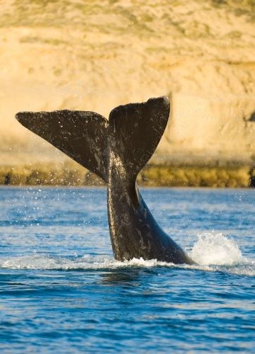 Baleine Péninsule Valdes Argentine