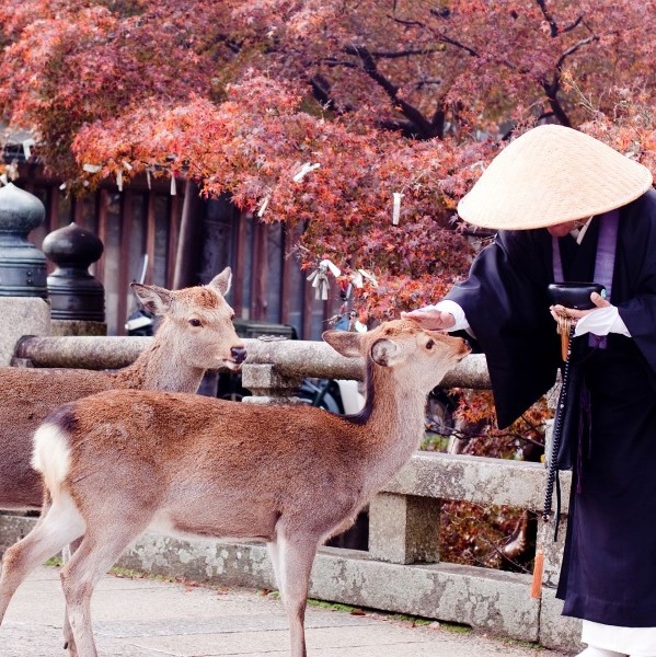 Circuit Japon en train : Kansai, à contretemps, au cœur de la Péninsule de Kii