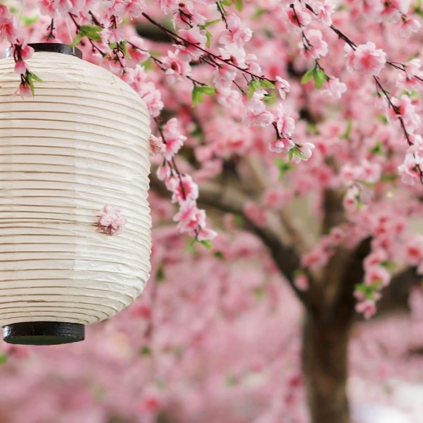 Circuit Japon en train : Sous les cerisiers en fleurs